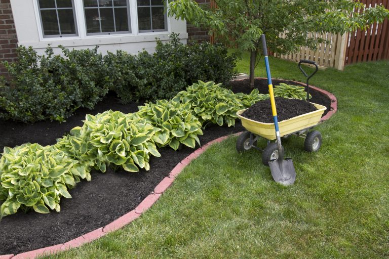 Fresh mulch being applied to garden bed with vibrant hostas and well-defined edging in a residential Milwaukee landscape