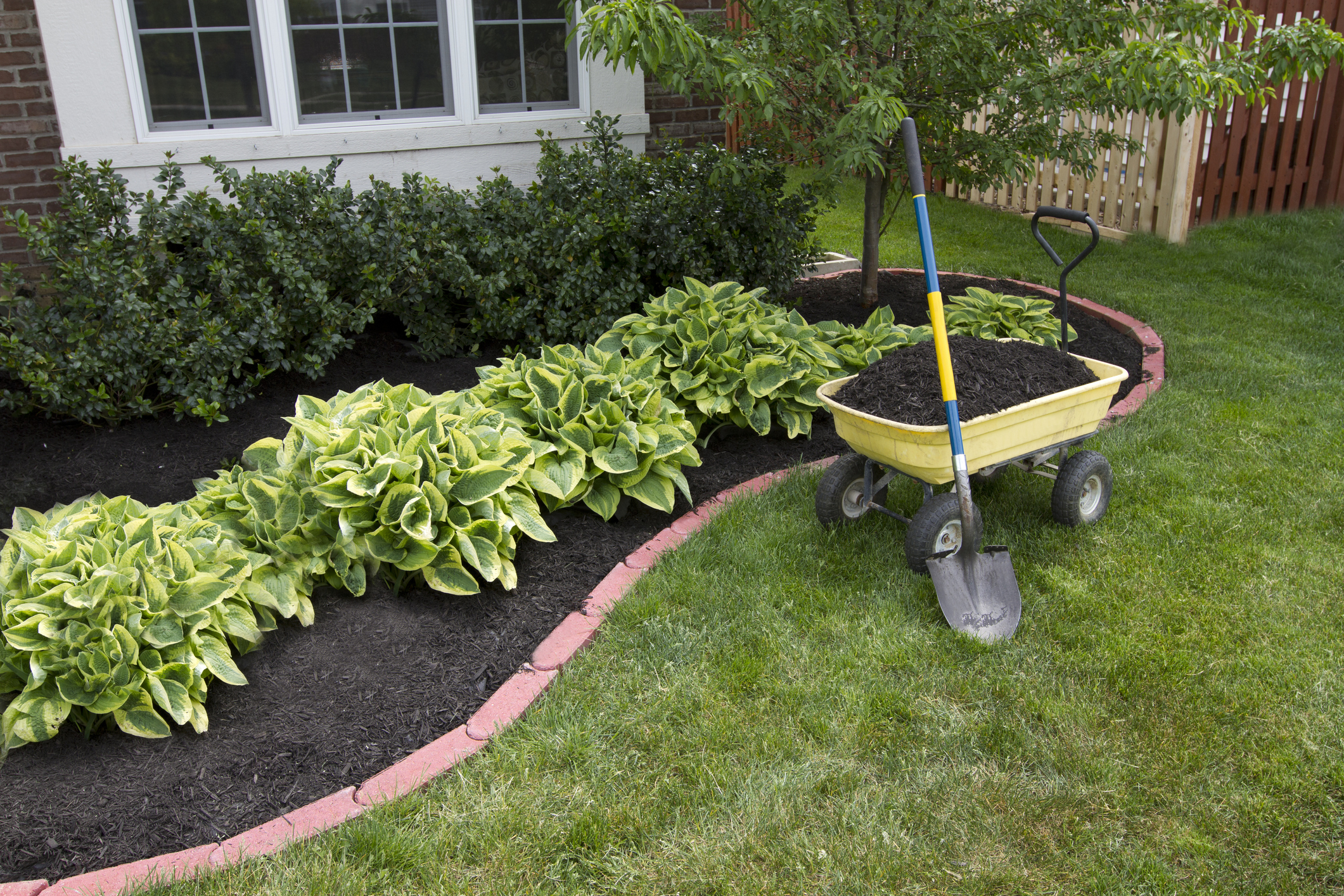 Fresh mulch being applied to garden bed with vibrant hostas and well-defined edging in a residential Milwaukee landscape